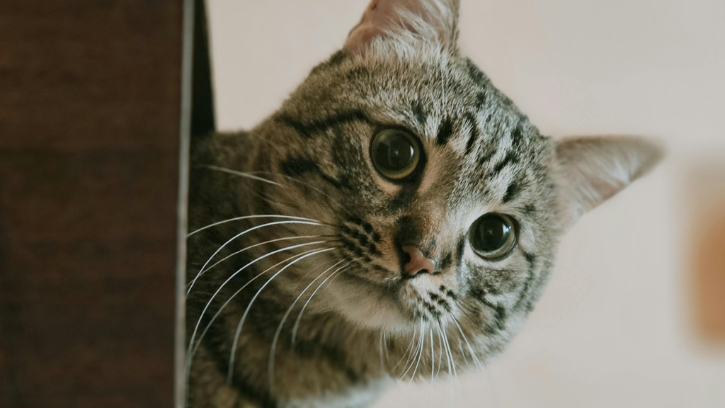 image of a cat poking its head round a door 