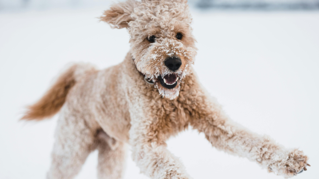 photo of an enthusiastic dog 